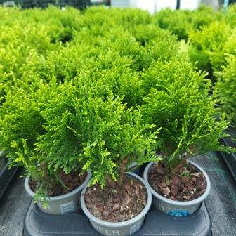 Туя западная "Danica" (р9)