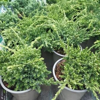 Можжевельник чешуйчатый "Holger" (13)