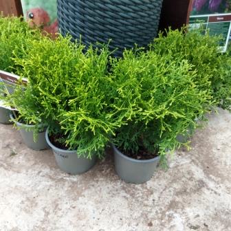 Туя западная "Tiny Tim" (17)