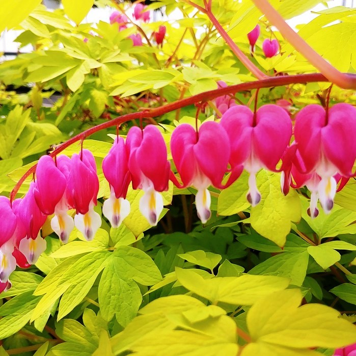 Дицентра "Yellow Leaf"