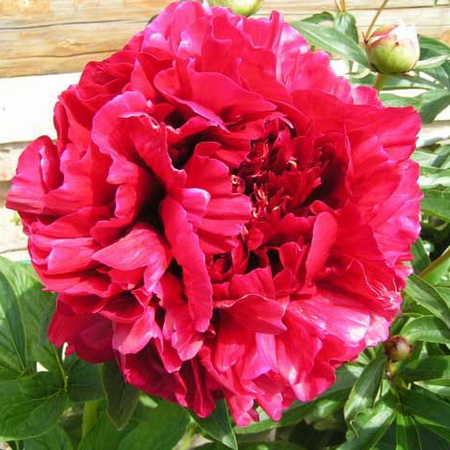 Пион "Red Sarah Bernhardt"