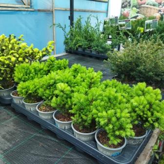 Ель канадская "Alberta Globe" (р9)