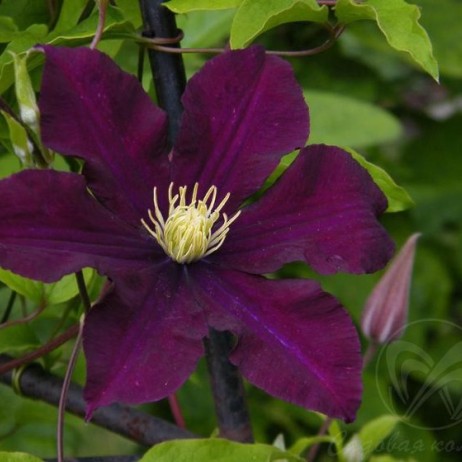 Клематис "Warszawska Nike"