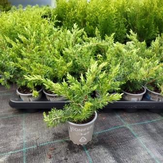 Можжевельник прибрежный "Schlager" (р9)