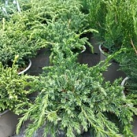 Можжевельник чешуйчатый "Blue Carpet" (р13)