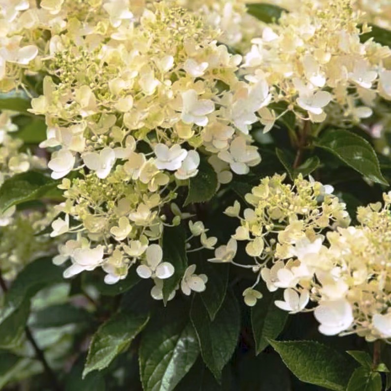 Гортензия  метельчатая "Milk and Honey" (р9)