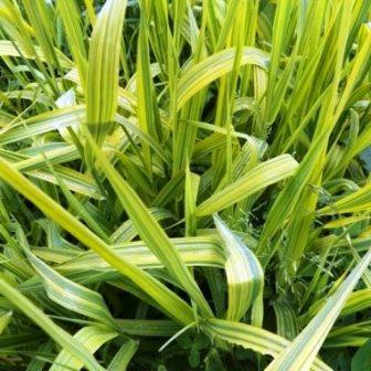 Фалярис тростниковидный "Arctic Sun" (С2)