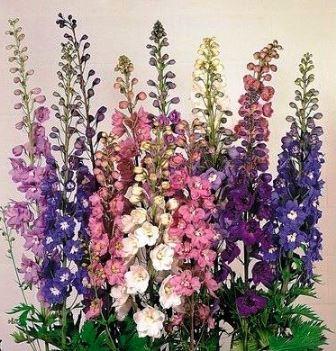 Дельфиниум микс