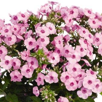 Флокс метельчатый "Flame Pro Pink Pop"