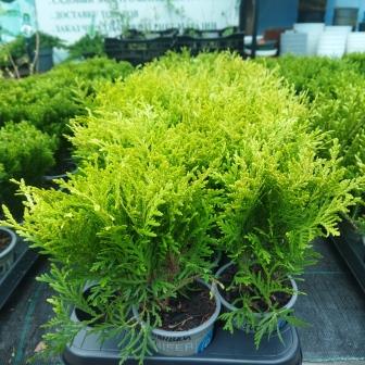 Туя западная "Danica Aurea" (р9)