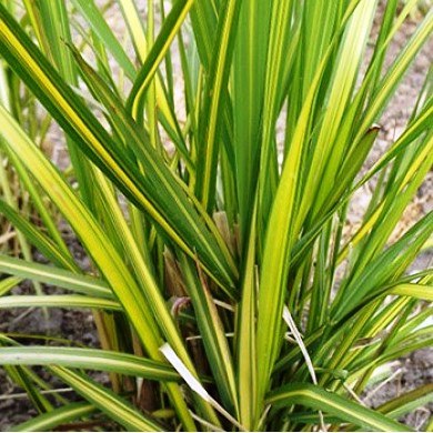 Вейник остроцветковый "England" (С2)