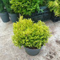 Туя западная "Rheingold" (19)