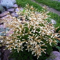 Волжанка кокорышелистная