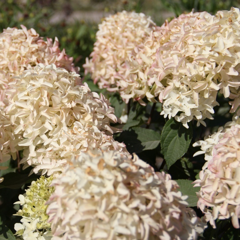 Гортензия метельчатая "Skyfall" (р9)