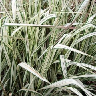 Фалярис тростниковидный "Feesey" (С2)