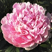 Пион "Albert Crousse"