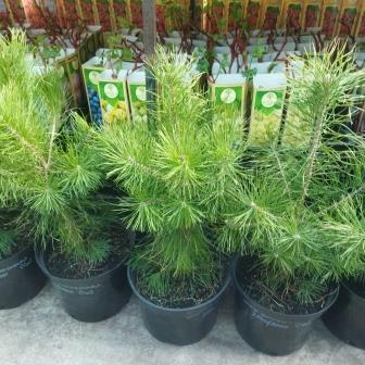 Сосна обыкновенная (С10)