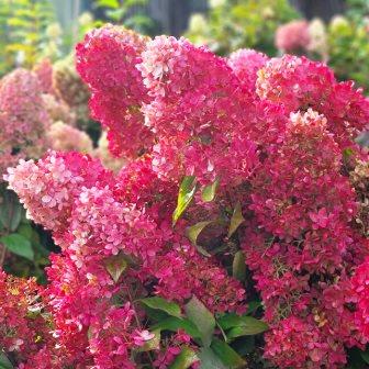 Гортензия метельчатая "Magical Mount Fuji" (р9)