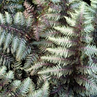 Кочедыжник  "Metallica"