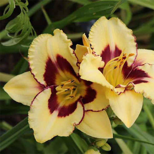 Лилейник "El Desperado"