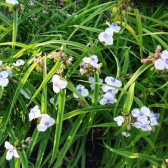 Традесканция "Osprey"