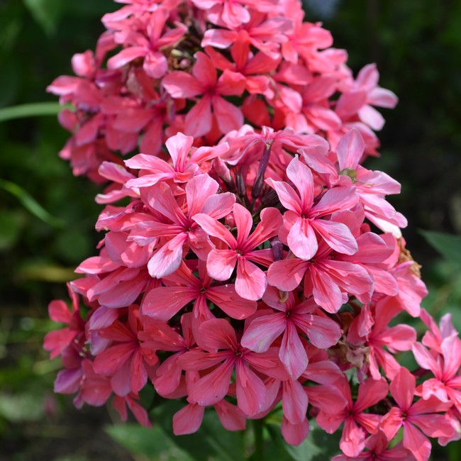 Флокс метельчатый «Cleopatra»