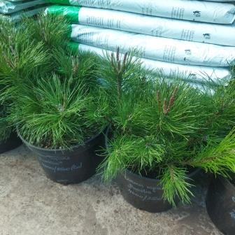 Сосна горная "Pumilio" (С10)