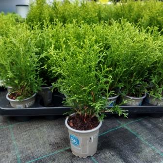 Туя западная "Tiny Tim" (р9)