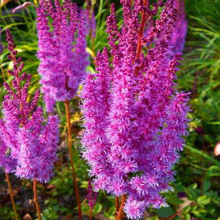 Астильба китайская  "Superba"