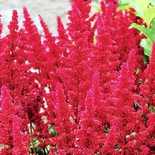 Астильба японская "Dusseldorf"