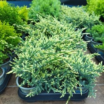 Можжевельник чешуйчатый "Holger" (р9)