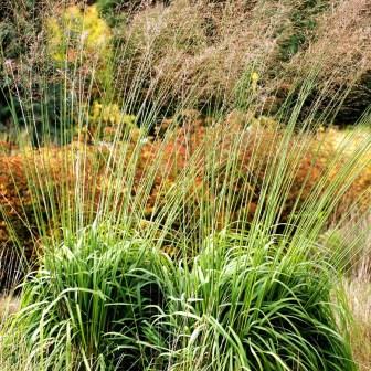 Молиния тростниковая  "Windspiel" (р9)
