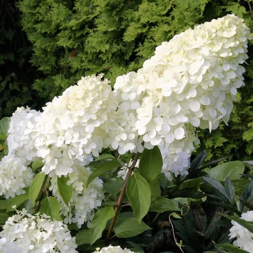 Гортензия метельчатая "Polar Bear" (р9)