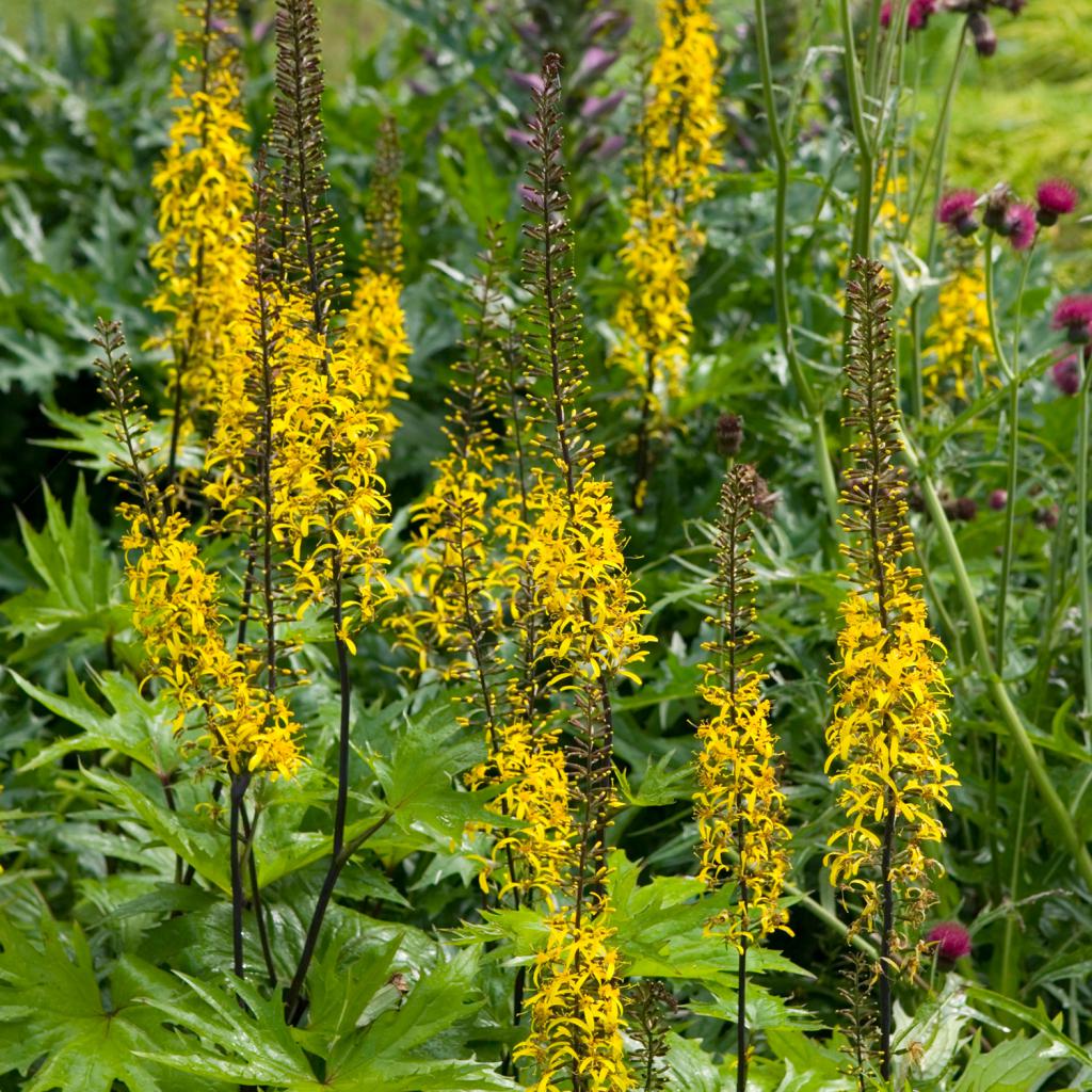 Бузульник Пржевальского (С2)