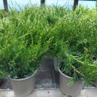 Можжевельник средний "Mint Julep" (15)