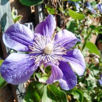 Клематис "Arabella"