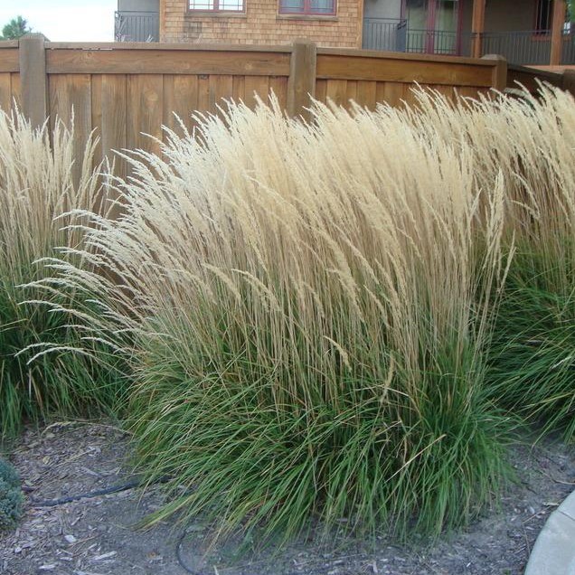 Вейник остроцветковый "Overdam" (С2)