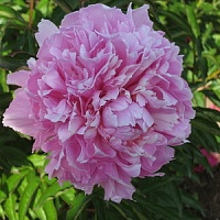 Пион "Lady Alexandra Duff"