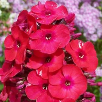 Флокс метельчатый "Red Girl"