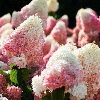 Гортензия  метельчатая "Strawberry Blossom" (р9)