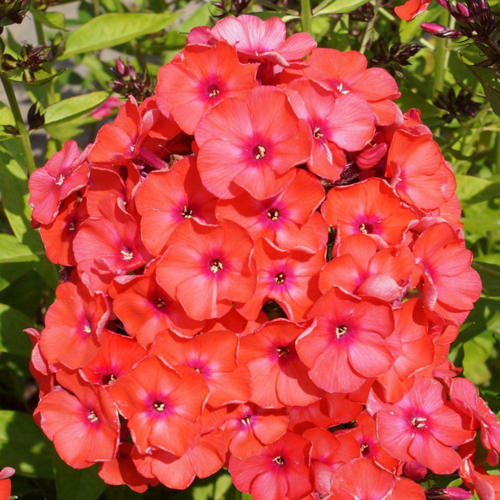 Флокс метельчатый "Orange Perfection"