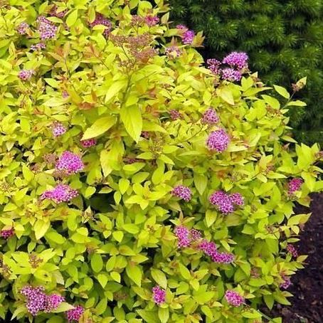 Спирея японская "Golden Princess" (С3)