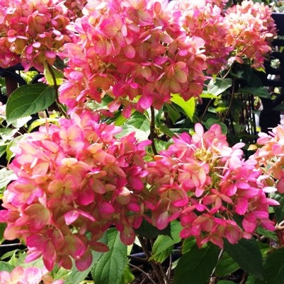 Гортензия метельчатая "Colorful Coctail" (р9)