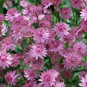 Астранция "Rosea"
