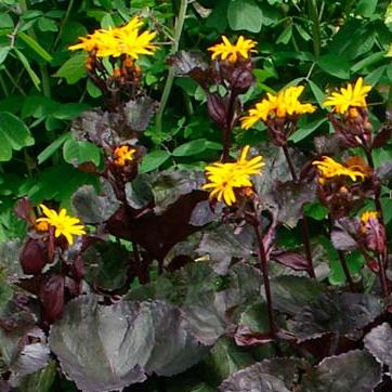 Бузульник зубчатый "Midnight Lady"