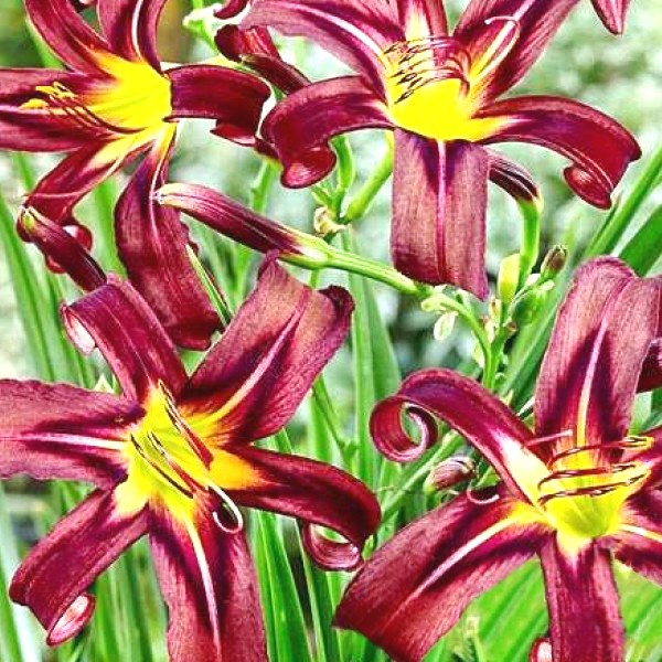 Лилейник "Black Arrowhead"