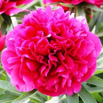 Пион "Rubra Plena"