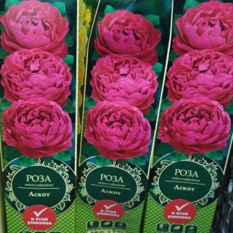 Роза чайно-гибридная "Ascot"