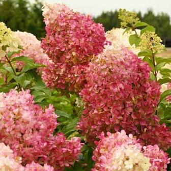 Гортензия метельчатая "Krasa Leskovo" (р9)