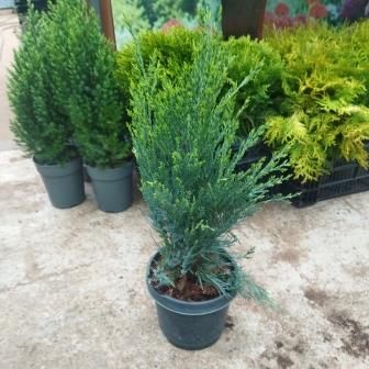 Можжевельник скальный "Moonglow" (19)